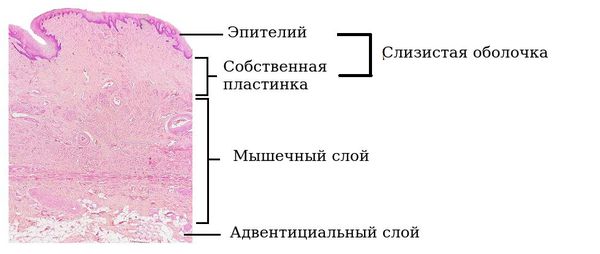 Строение стенки влагалища