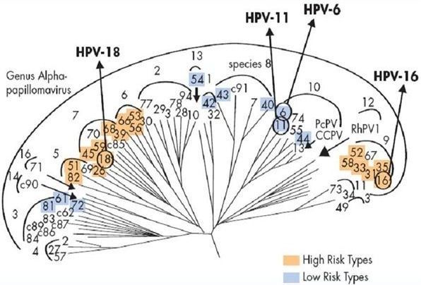 Классификация вируса папилломы человека