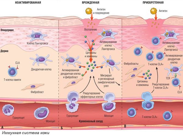 Иммунная система кожи