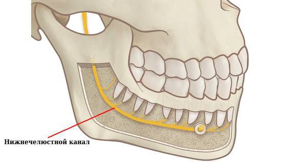 Нижнечелюстной канал