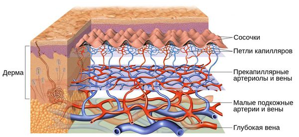 Сосудистая сеть кожи