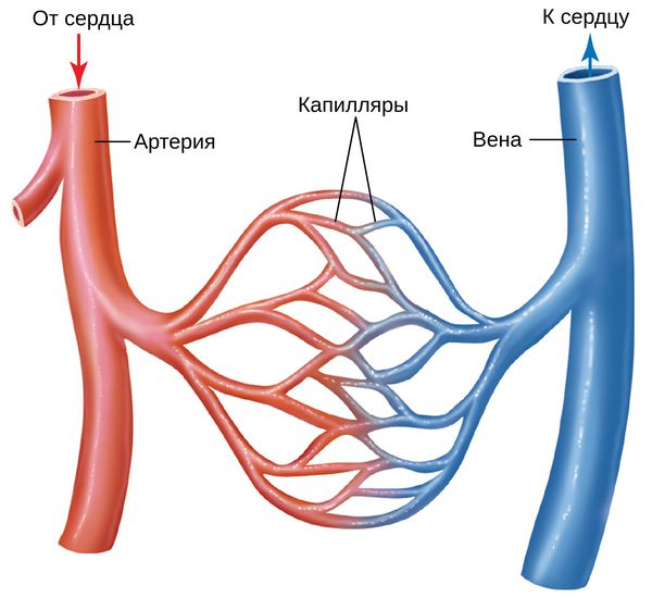 Капиллярная петля