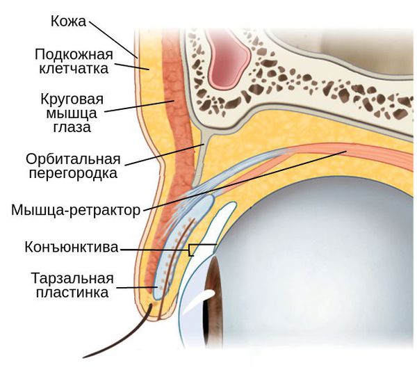 Структурные слои века