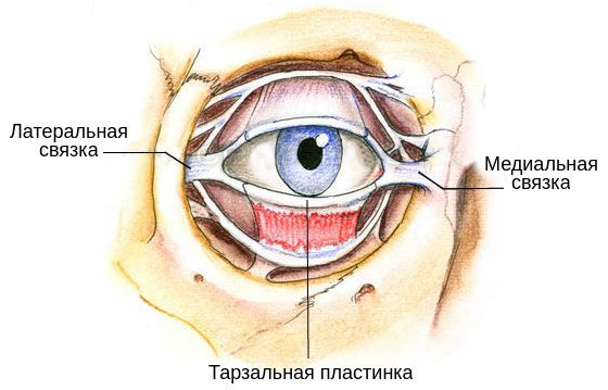 Связки века