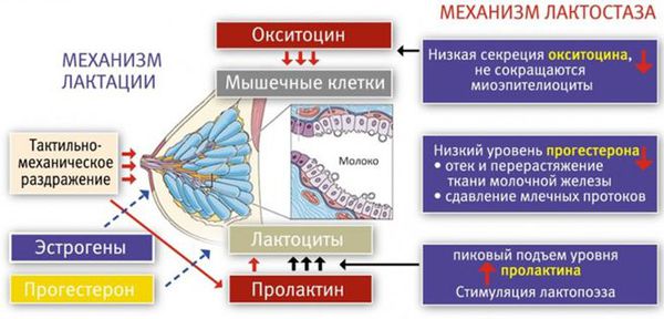 Механизм лактации и лактостаза