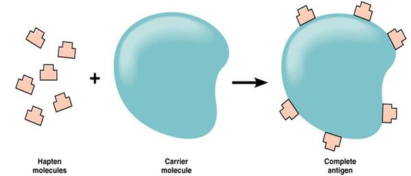 Образование полного антигена