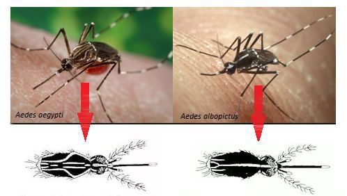 Переносчики возбудителя лихорадки Денге