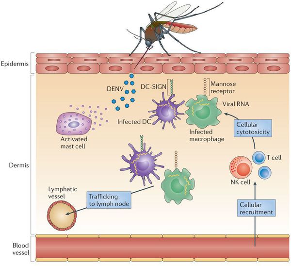 Проникновение вируса лихорадки Денге в организм