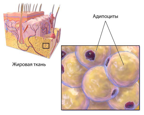 Адипоциты