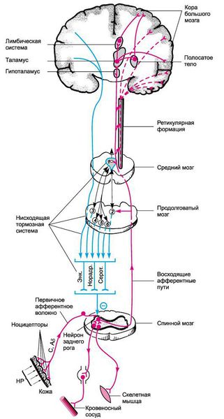 Механизм возникновения боли