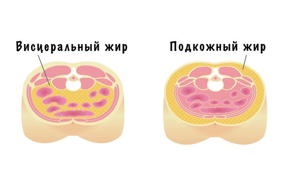 Подкожный и висцеральный жир