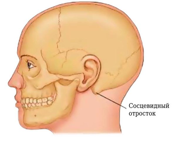 Сосцевидный отросток