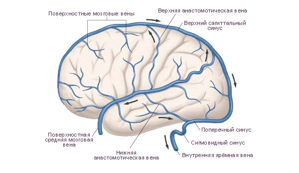 Расположение сигмовидного синуса