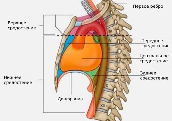 Отделы средостения