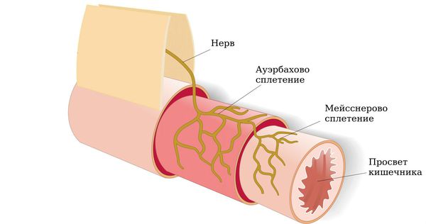 Нервные сплетения Мейснера и Ауэрбаха