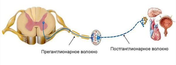 Преганглионарные и постганглионарные нервы