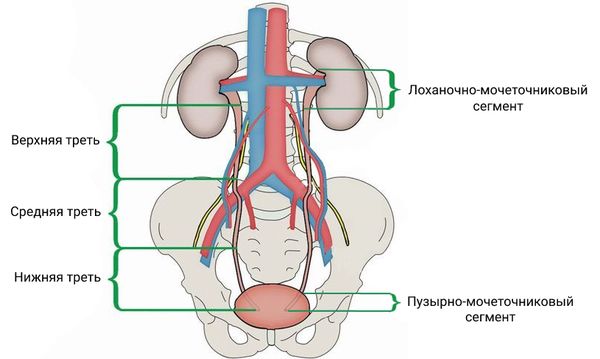 Сегменты мочеточника