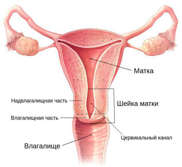 Строение шейки матки