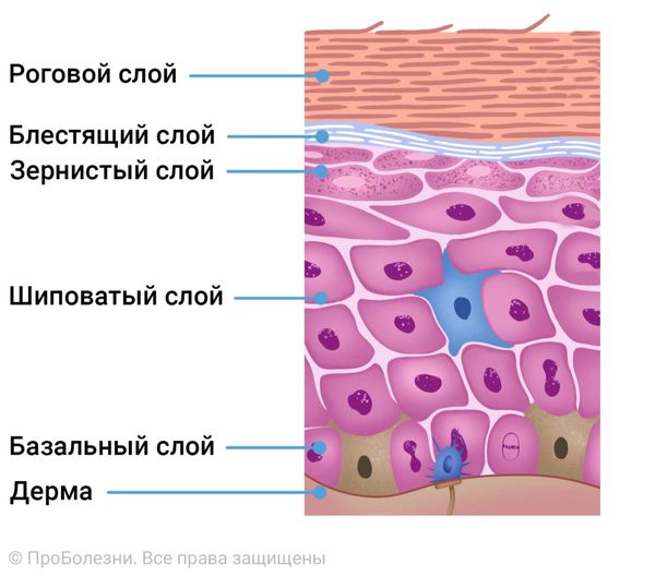 Структура эпидермиса