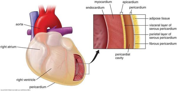 Анатомия миокарда