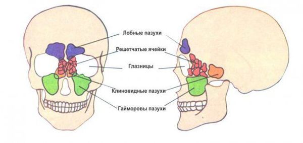 Околоносовые пазухи