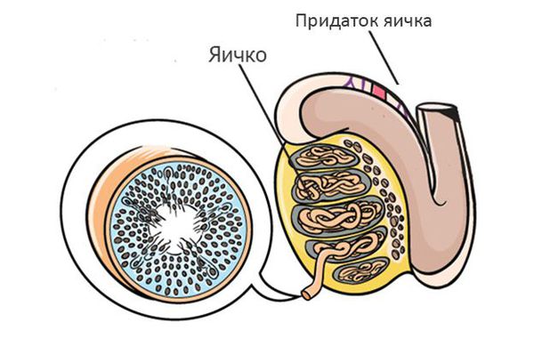 Строение яичка