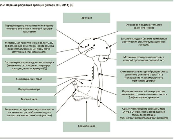 нервная регуляция эрекции по Шварцу
