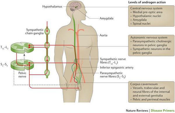 патогенез эректильной дисфункции