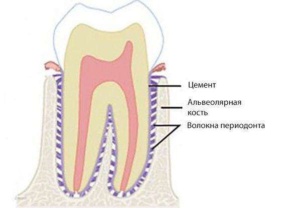 Волокна периодонта