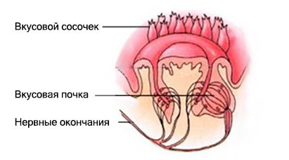 Вкусовые сосочки, почки и нервные окончания