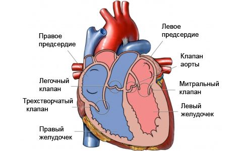 Строение сердца