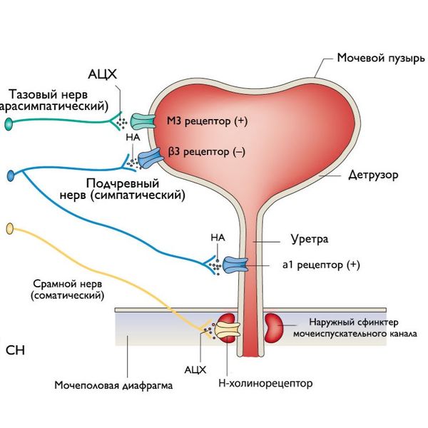 Иннервация мочевого пузыря
