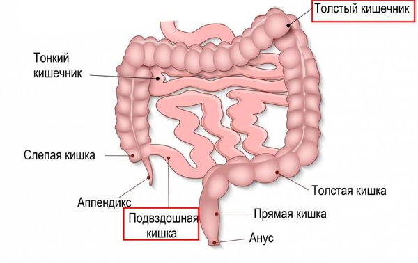 Толстый и тонкий кишечник