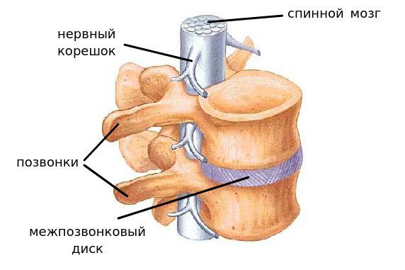 Анатомия участка позвоночника