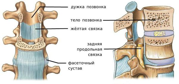 Строение сегмента позвоночника