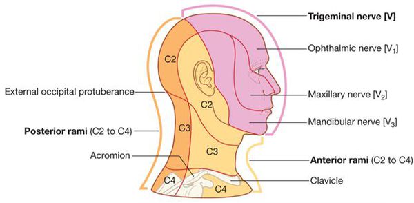 Распространение боли при поражении тройничного нерва