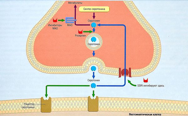 Обратный захват серотонина