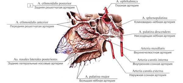 Артерии носовой полости