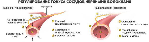 Регулирование тонуса сосудов нервными волокнами