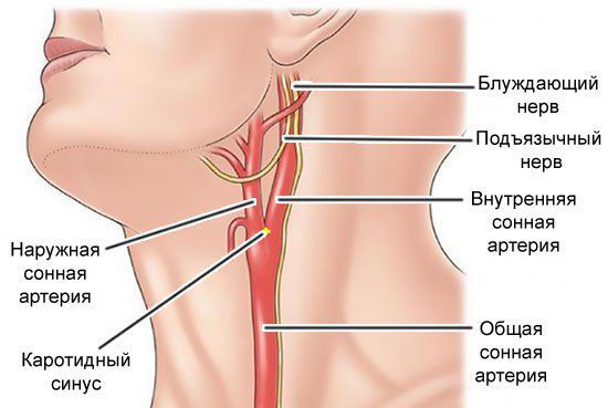 Расположение каротидного синуса