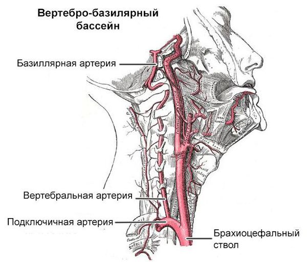 Вертебро-базилярный бассейн