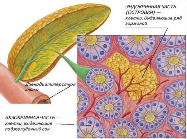 Эндокринная и экзокринная части поджелудочной железы