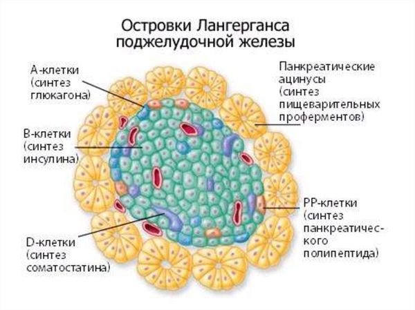 Эндокринные клетки островков Лангерганса