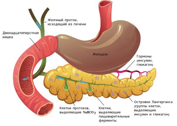 Строение поджелудочной железы