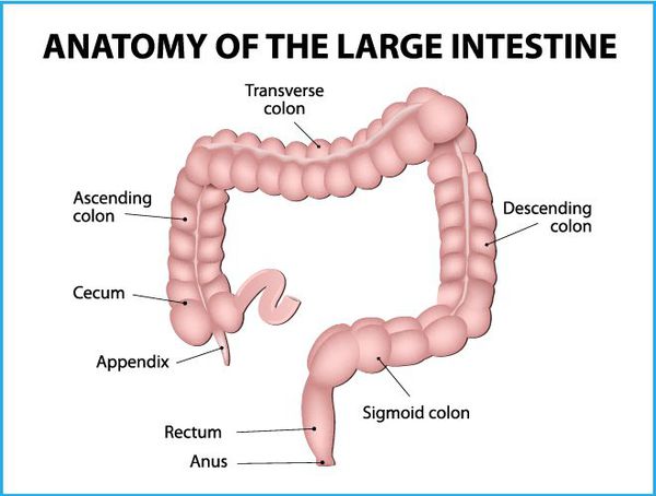 Анатомия толстой кишки