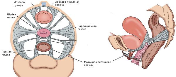 Поддерживающие связки