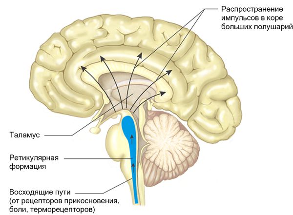 Ретикулярная формация