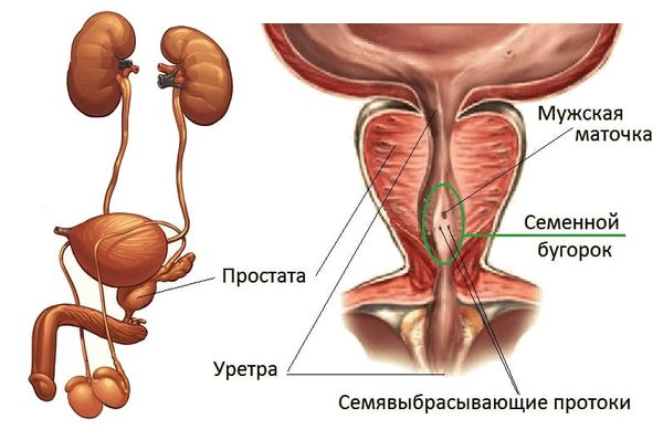 Семенной бугорок