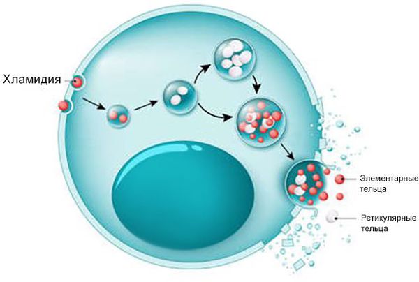 Жизненный цикл хламидии