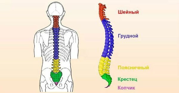 Отделы позвоночника